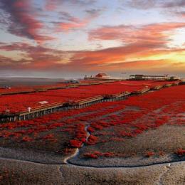 Conheça a maravilhosa Praia Vermelha, na China