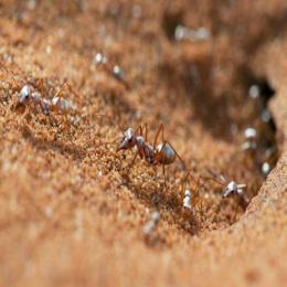 Formigas resistentes ao ultravioleta