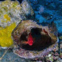O gigantesco - e ainda misterioso - recife de corais encontrado na foz do rio Amazonas