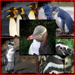 O impacto do aquecimento global sobre os pinguins