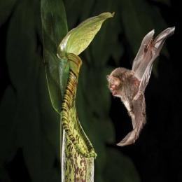 Plantas carnívoras e morcegos: uma interação mutualista