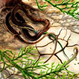 A descoberta da primeira serpente com pernas