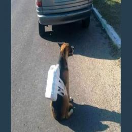 Este cachorro na fila de um posto prova que o brasileiro precisa ser estudado