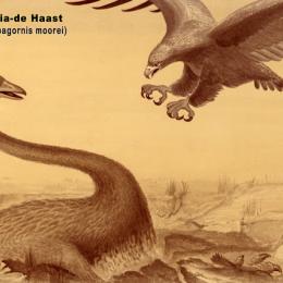 Conheça a Águia-de-Haast, a maior águia que existiu