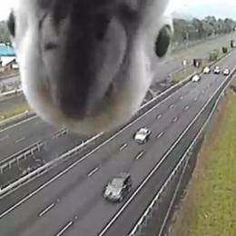 Cacatua faz 'photobomb' em câmera de trânsito na Austrália