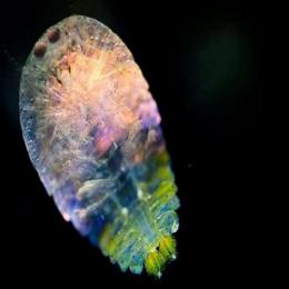Safira-do-mar, o animal invisível