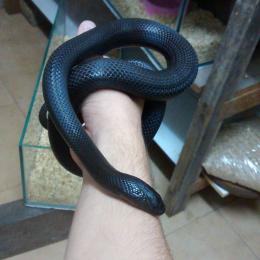 Cobra real Mexicana negra