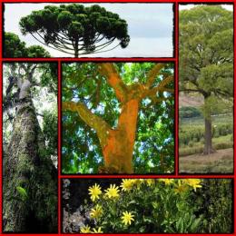 Quais são as plantas ameaçadas de extinção no Brasil?