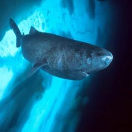 Das profundezas surge o tubarão-da-Groenlândia
