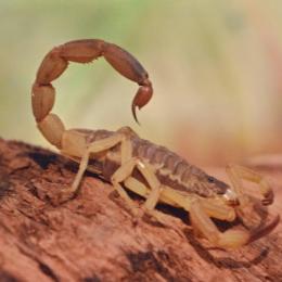 Conheça os 5 escorpiões mais venenosos do mundo