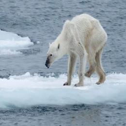 O fim dos ursos-polares?