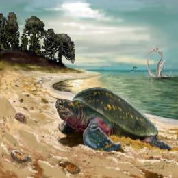 As primeiras tartarugas marinhas