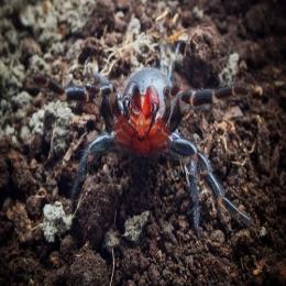 A misteriosa aranha de presas vermelhas