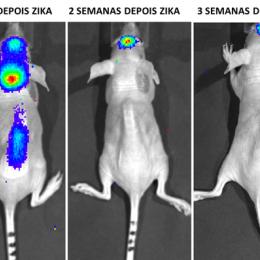 Vírus da Zika pode dar origem a tratamento para tumores de cérebro