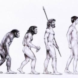 A Evolução Humana