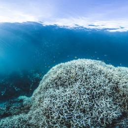 Descoberta maneira económica de reabilitar os recifes de cor