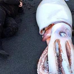Lula gigante rara é encontrada em praia da Nova Zelândia