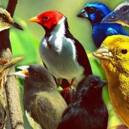 10 melhores pássaros cantores no mundo