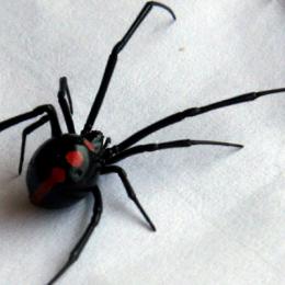 10 Fatos fascinantes sobre as aranhas viúva negra