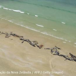 Cerca de 140 baleias piloto encalharam na Nova Zelandia