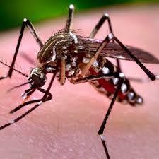 Estudo indica que zika pode provocar infertilidade em homens