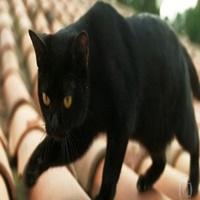 Gato preto, como ele virou mito, curiosidades que você talvez desconheça