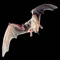 Conheça algumas curiosidades sobre os morcegos