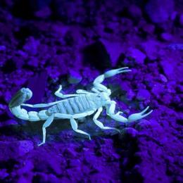 Os escorpiões ultravioleta
