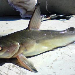 Pescaria de Bagres do mar (Sea Catfish)