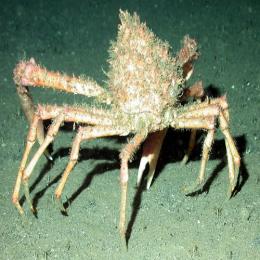 O caranguejo-aranha