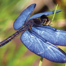 A extinção de espécies de insetos indica “colapso da natureza