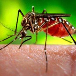 Mosquitos: Qual o motivo de picarem algumas pessoas mais que Outras?
