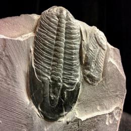 Período Cambriano: a maior diversificação do mundo animal