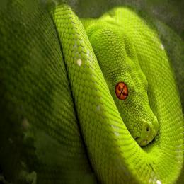 Características surpreendentes das serpentes