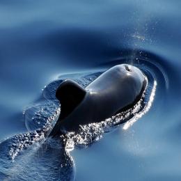 Como as baleias e golfinhos respiram de baixo d'água?