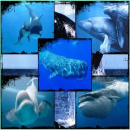Da costa para o mar: a evolução das baleias