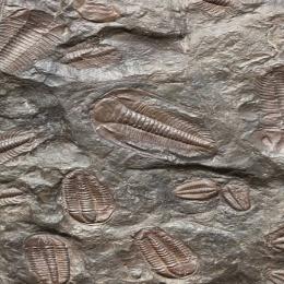 Os artrópodes mais antigos da Terra