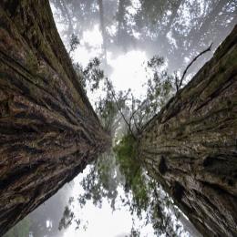 As sequoias gigantes