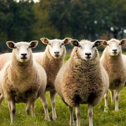 Por falta de alunos, 15 ovelhas são matriculadas em escola na França