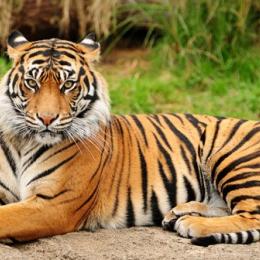 30 fatos interessantes sobre tigres