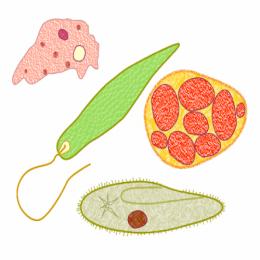 Os protozoários: organismos simples