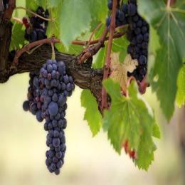 Como são produzidas as uvas sem sementes?