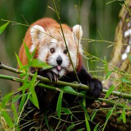 O pequeno e raro panda-vermelho