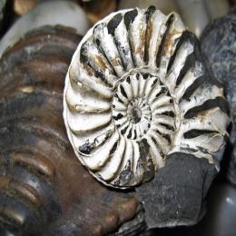 O que é um fóssil e como são formados?
