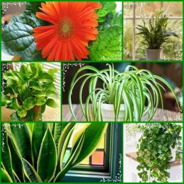 Conheça quais as plantas que podem purificar o ar da sua casa