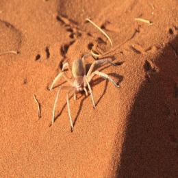 Aranhas do deserto