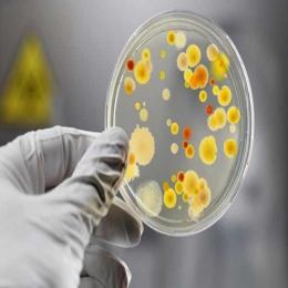 As bactérias super-resistentes
