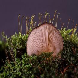 O que são os fungos Zigomicetos?