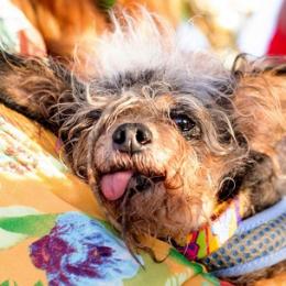 Vira latas ‘Scamp the Tramp’ é eleito o cão mais feio do mundo