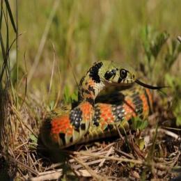 Toxinas emprestadas: a curiosa interação entre a cobra e o sapo